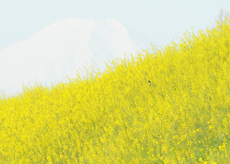 d0290240_07550931.gif
