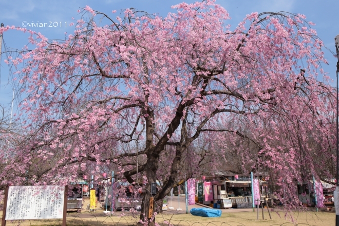 桜を愛でる in 天平の丘公園～つがの里_e0227942_22231147.jpg