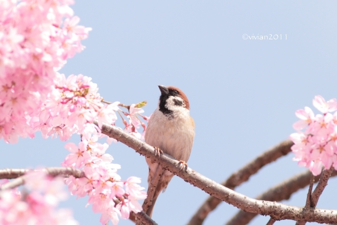 桜を愛でる in 天平の丘公園~つがの里_e0227942_22242922.jpg