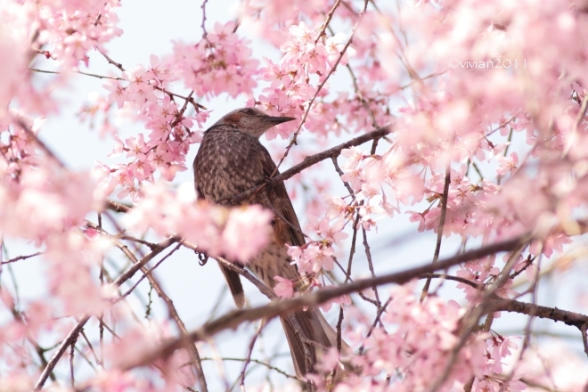 桜を愛でる in 天平の丘公園~つがの里_e0227942_22245346.jpg