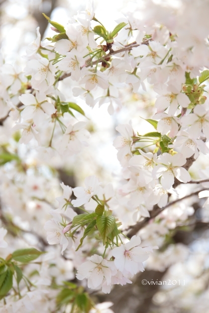桜を愛でる in 天平の丘公園～つがの里_e0227942_22254675.jpg