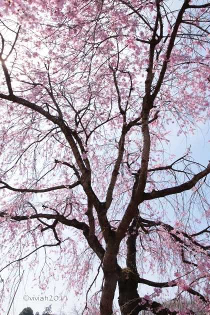 桜を愛でる in 天平の丘公園～つがの里_e0227942_22274626.jpg