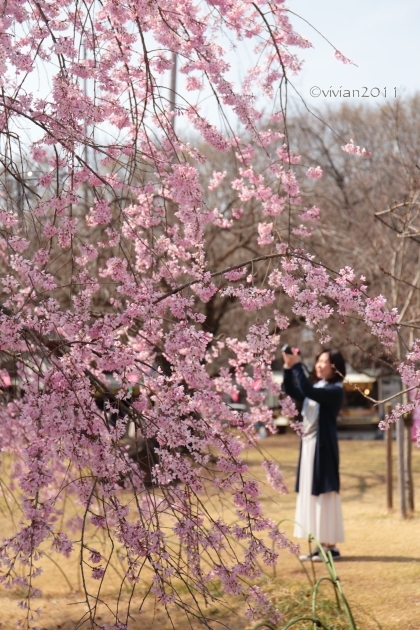 桜を愛でる in 天平の丘公園～つがの里_e0227942_22280052.jpg