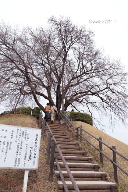 桜を愛でる in 天平の丘公園～つがの里_e0227942_22295954.jpg
