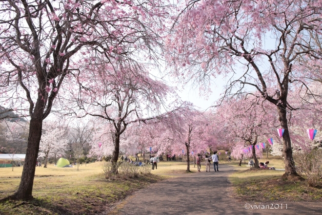 桜を愛でる in 天平の丘公園～つがの里_e0227942_22312781.jpg