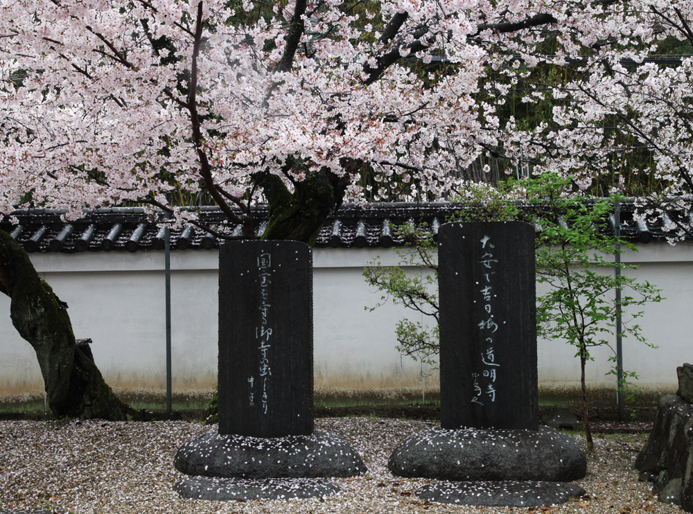 大阪　藤井寺市　道明寺　桜_c0108146_21332288.jpg