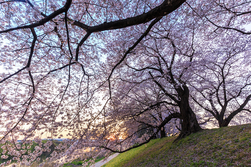 京の桜2016・背割堤の朝_f0155048_19485182.jpg