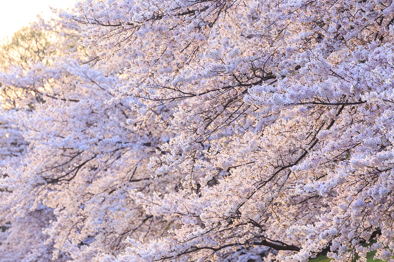 京の桜2016・背割堤の朝_f0155048_1955034.jpg