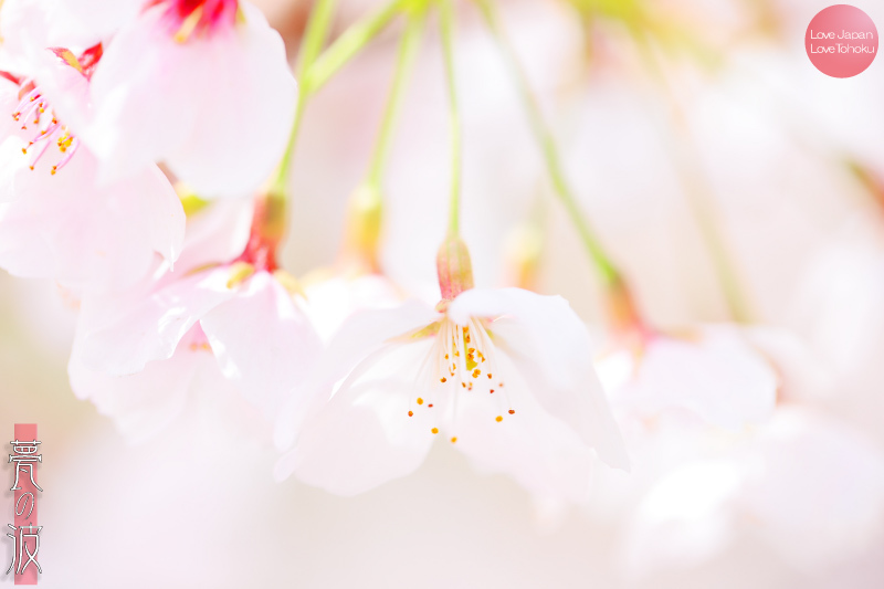 sakura2016_b0157849_21221356.jpg