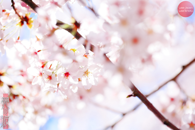 sakura2016_b0157849_21221945.jpg