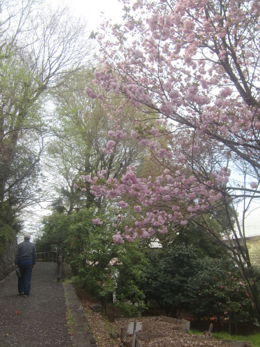 桜･桃を愛でた一日_f0329849_12002124.jpg