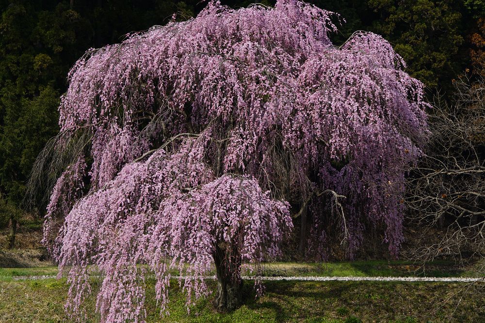 宇都宮市　篠井のしだれ桜　その2・・・ _f0169053_1931188.jpg