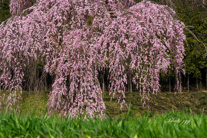 宇都宮市　篠井のしだれ桜　その2・・・ _f0169053_1932293.jpg