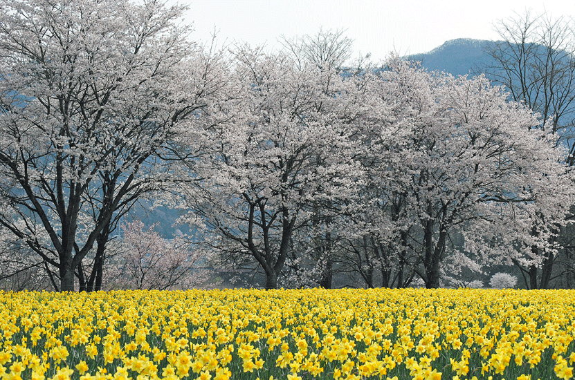 a0001354_22573366.gif