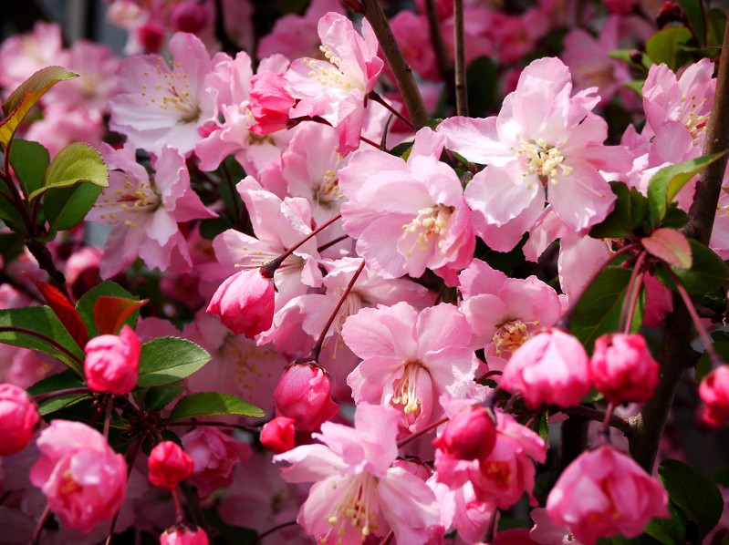 　　　　　ハナカイドウ_b0093754_23261533.jpg