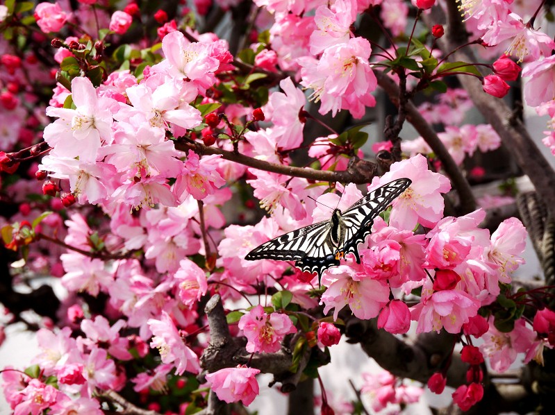 　　　　　ハナカイドウ_b0093754_23263675.jpg