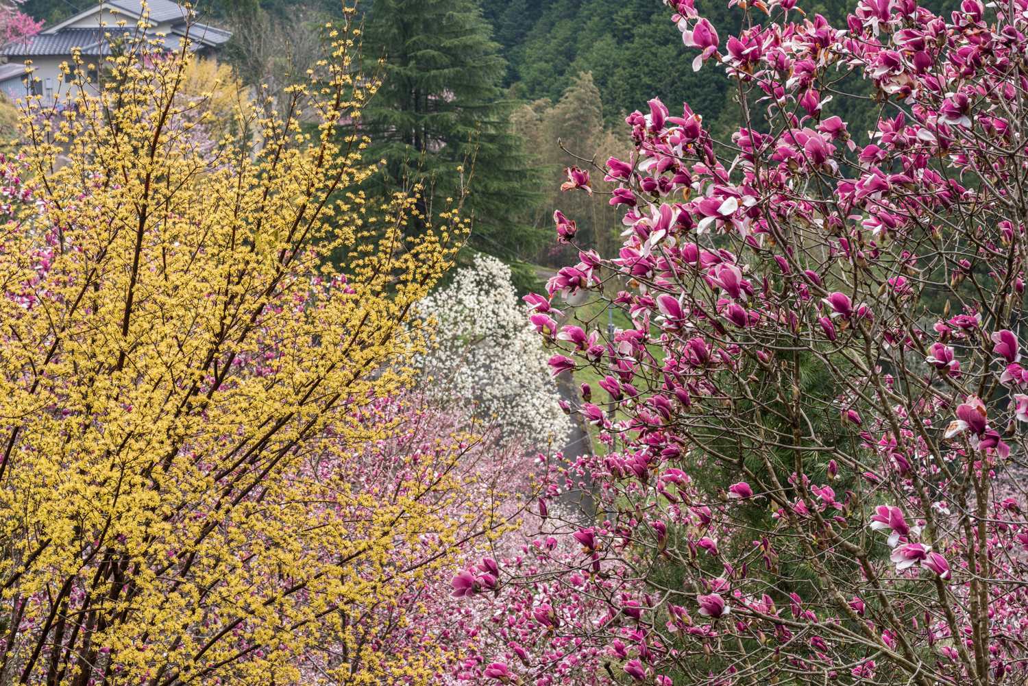 しだれ桜 Ⅵ　　　　　奈良県_d0286954_13340137.jpg