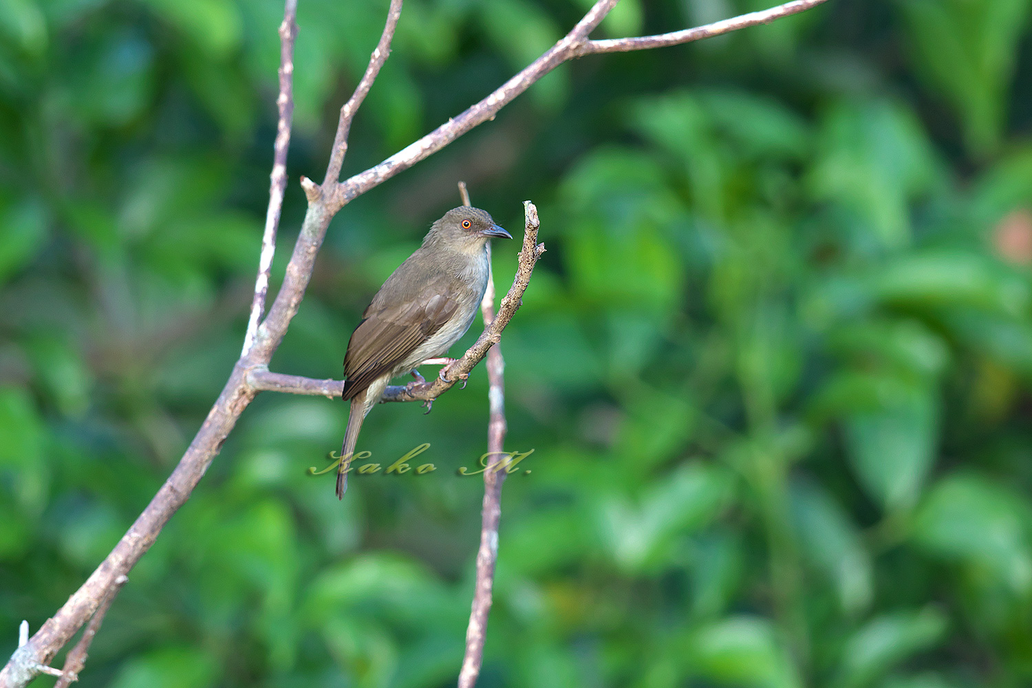 アカメヒヨドリ　Olive-winged Bulbul _d0013455_11264375.jpg