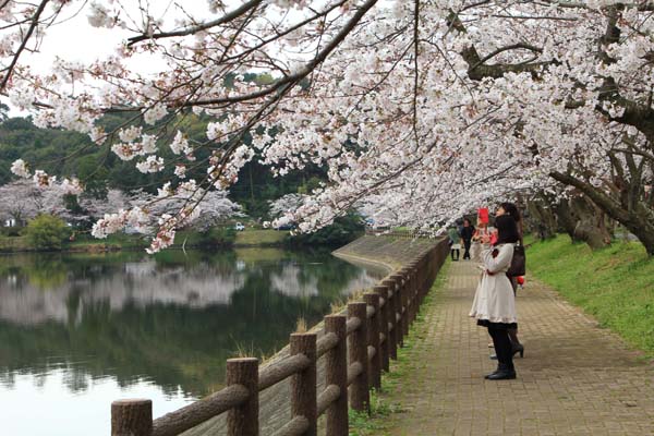立岡自然公園 桜 16年 えっちゃんの気まぐれphoto Salon