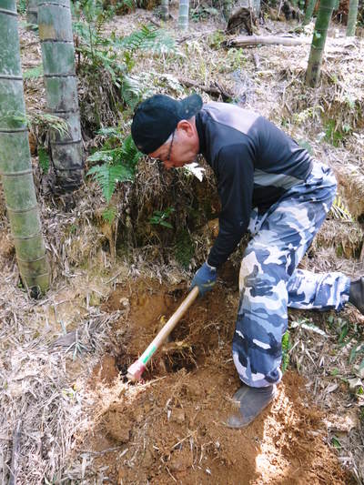 山あいの南高梅 南高梅が膨らみ始めました!まもなく整理落下が始まります! _a0254656_1841214.jpg