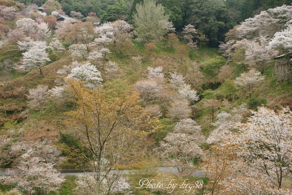 吉野山　桜　２０１６_b0122257_23382893.jpg