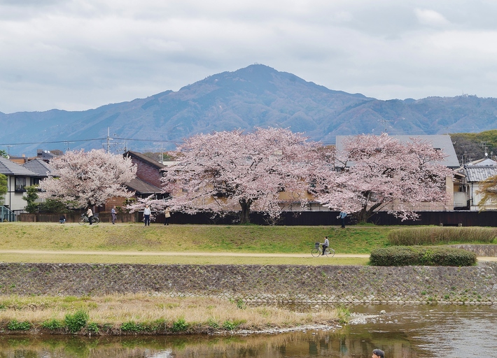 鴨川河川敷の桜 葵橋から出雲路橋あたり たんぶーらんの戯言