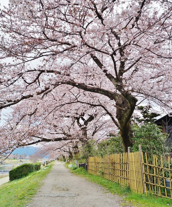 鴨川河川敷の桜　葵橋から出雲路橋あたり_b0063958_20223893.jpg