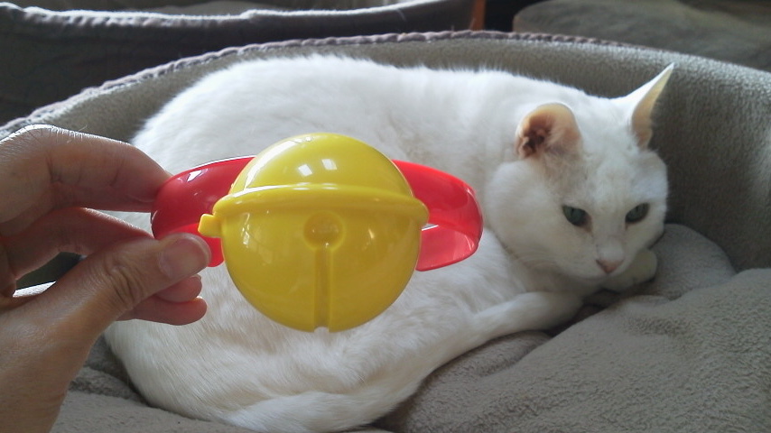 ドラえもん の首輪 猫と理子と ドラえもん の首輪 猫と理子と