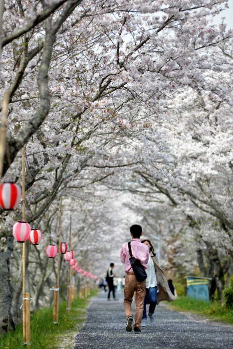 桜トンネル_e0131161_2351113.jpg