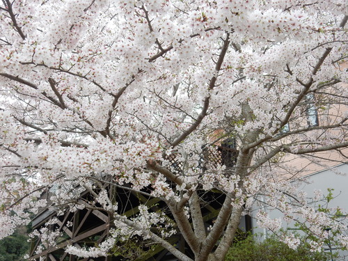 ’１６，４，９（土）桜探しの散歩とブルーのベスト出来たYO!_f0060461_13573770.jpg