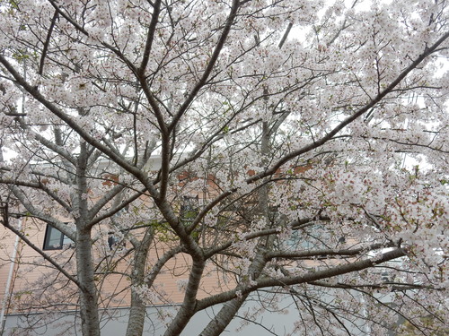 ’１６，４，９（土）桜探しの散歩とブルーのベスト出来たYO!_f0060461_14124132.jpg