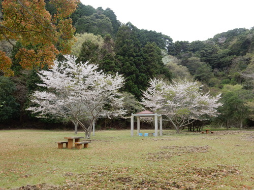 ’16,4,9(土)桜探しの散歩とブルーのベスト出来たYO!_f0060461_14221970.jpg