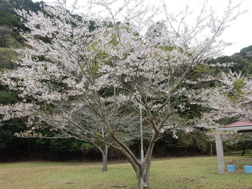 ’１６，４，９（土）桜探しの散歩とブルーのベスト出来たYO!_f0060461_14224521.jpg