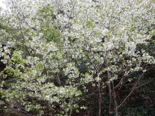 ’１６，４，９（土）桜探しの散歩とブルーのベスト出来たYO!_f0060461_14233881.jpg
