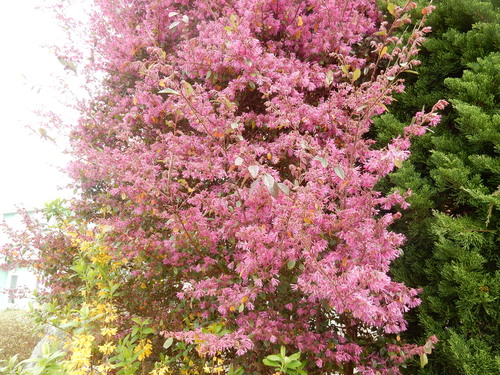 ’１６，４，９（土）桜探しの散歩とブルーのベスト出来たYO!_f0060461_14332641.jpg