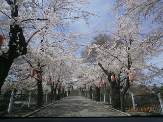 桜めぐり、富岡 一峰公園、貫前神社の桜_c0076764_459959.jpg