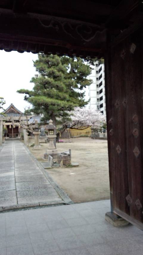 桜(とあるお寺)_b0018469_1720326.jpg