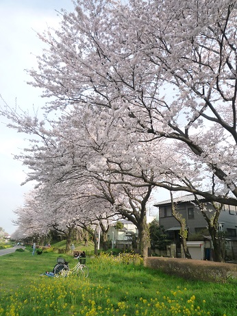 地元の桜_c0273271_10321869.jpg