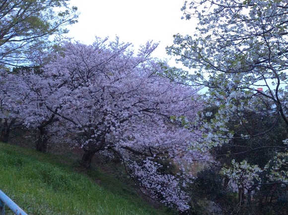 桜_b0273973_174343.jpg