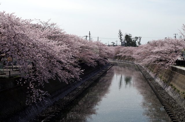 桜ー真間川周辺２_a0342174_21522177.jpg