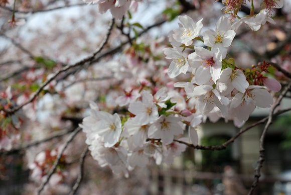 　　二ヶ領用水沿いの桜。　　_c0150974_16231536.jpg