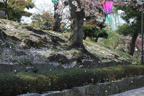 散る桜　残る桜も　散る桜(良寛）_c0022275_181810100.jpg