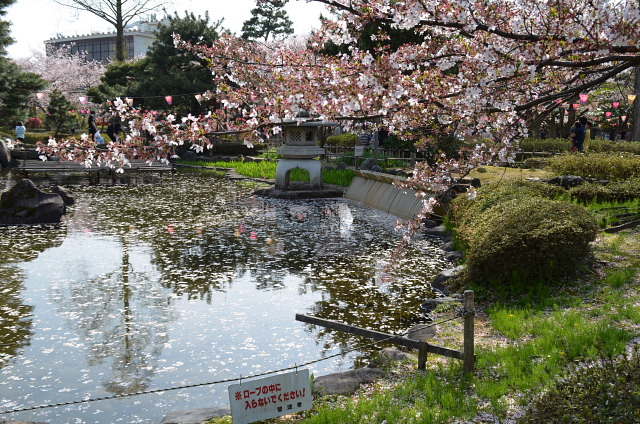 散る桜　残る桜も　散る桜(良寛）_c0022275_18183766.jpg