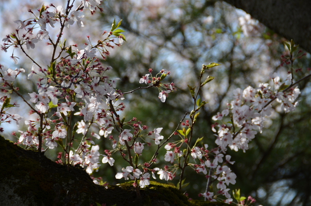 散る桜　残る桜も　散る桜(良寛）_c0022275_18185872.jpg