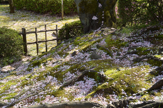 散る桜　残る桜も　散る桜(良寛）_c0022275_18192657.jpg