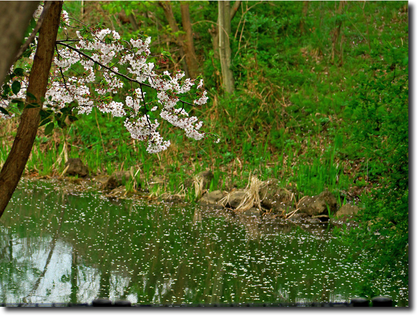 散歩道の桜並木　　　_f0168676_2314537.jpg