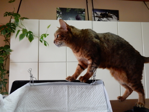 白い部屋 ご機嫌元氣 猫の森公式ブログ 白い部屋 ご機嫌元氣 猫の森公式ブログ
