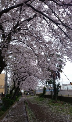 教室の近くの桜_c0163981_6155677.jpg