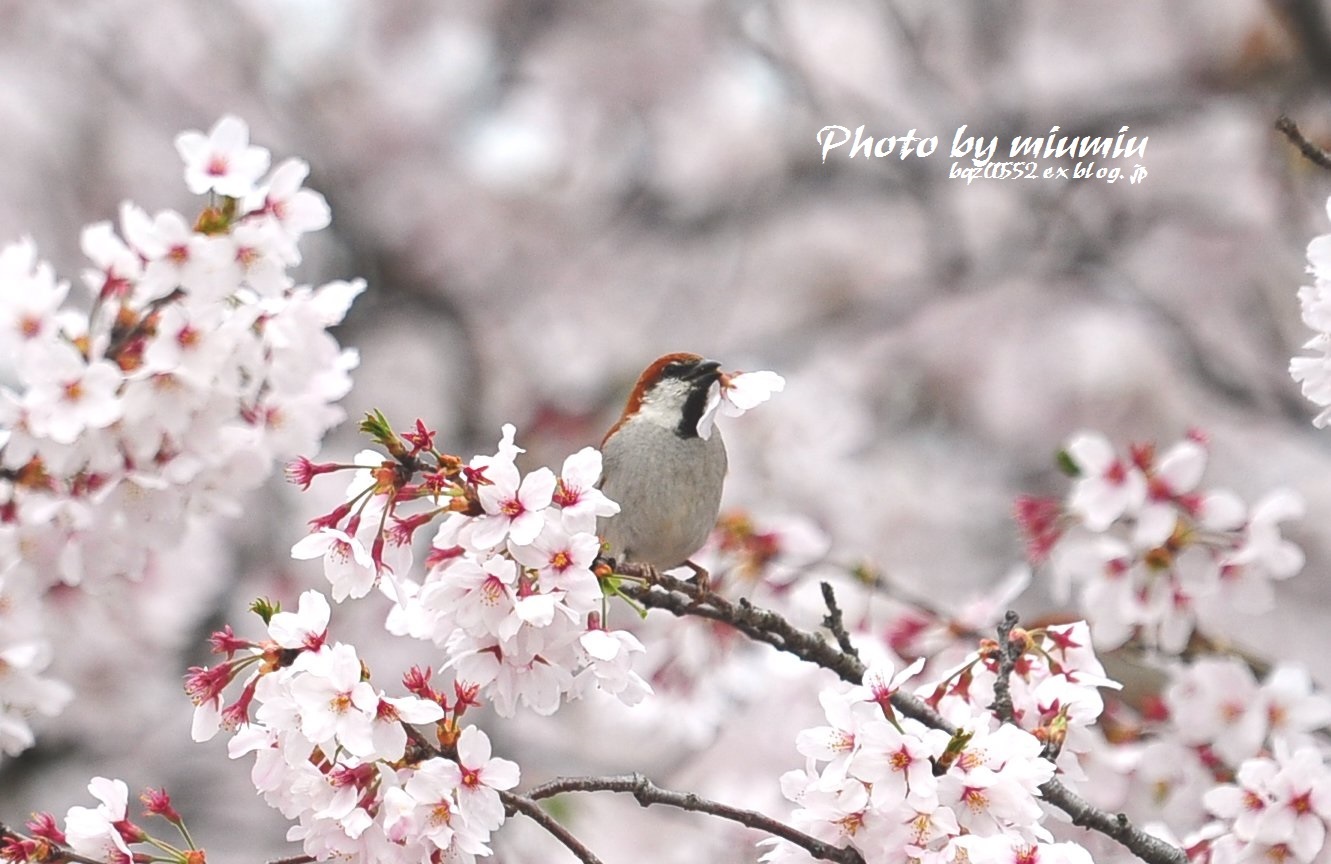 桜にニュウナイスズメ Part2_a0251090_18125615.jpg