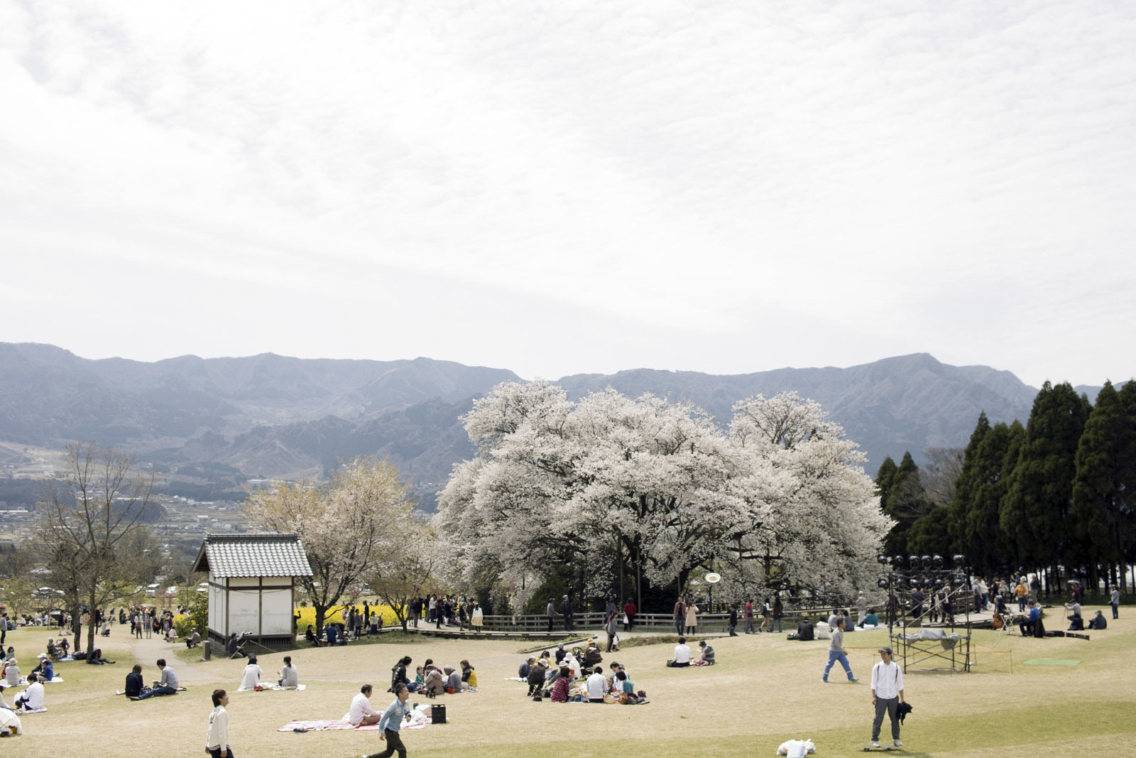 一心行の桜_e0174091_13002125.jpg